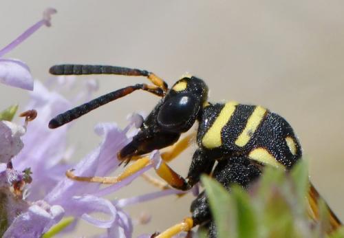 Leucospis gigas